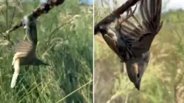 Görüntü Türkiye’den! Kuş cennetine giden araştırmacılar gördükleri karşısında şoke oldu